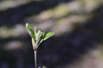 young plant on green background