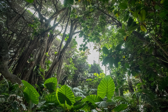 Fototapeta  jungle or rainforest, inside tropical forest environment