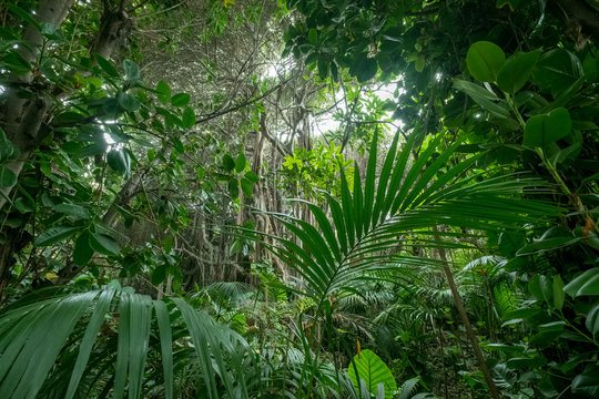 Fototapeta inside rainforest, tropical forest, jungle landscape