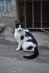 cat on a fence