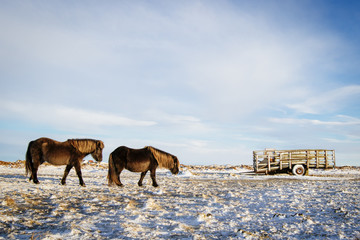 Icelandic horse on a farm in the snow