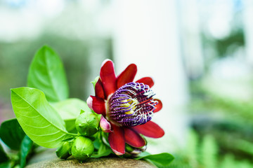 Hirts Gardens Passiflora Alata Perfumed Passion Flower