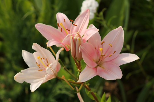 Asiatic lily in garden. Variety with large flowers of pale pink color