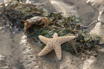  Wunderschöner Seestern am Strand  © Carl & Karl
