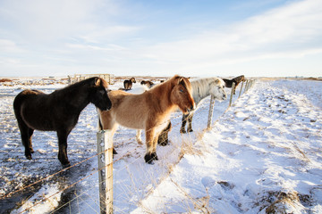 A group of Icelandic horses behind a barbed wire fence in the snow