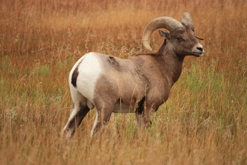 Bighorn sheep in the mountains