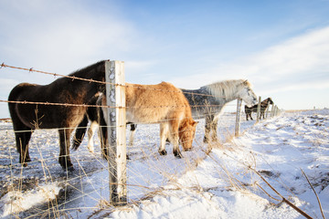 A group of Icelandic horses behind a barbed wire fence in the snow