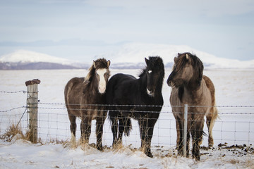 A group of Icelandic horses behind a barbed wire fence in the snow