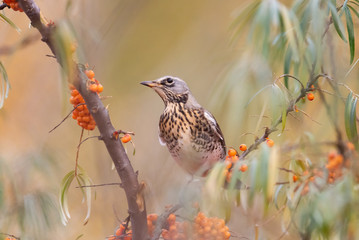 Fieldfare (Turdus pilaris) on a tree branch
