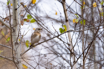 Fieldfare (Turdus pilaris) on a tree branch