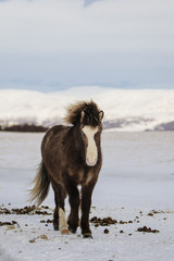 Brown Icelandic horse in the snow