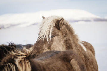Blonde haired Icelandic horse in the snow in Iceland