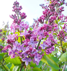 Delicate pink white lilac petals. Beautiful lilac bush. Purple pink background