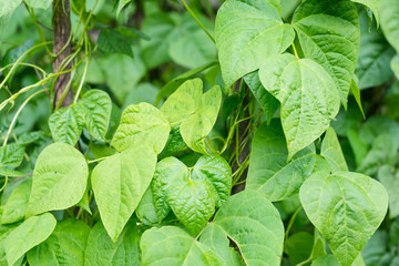 Growing the beans (Phaseolus vulgaris)