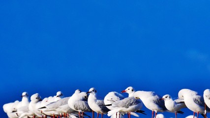 Viele Möwen sitzend vor blauem Himmel 