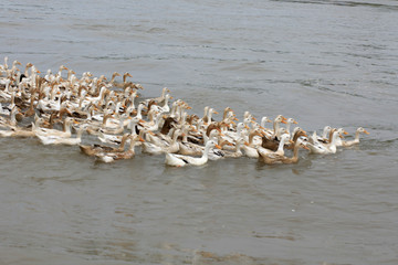  China water duck