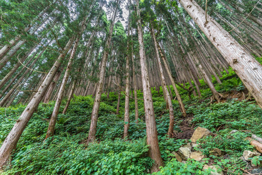 Cedar tree forest near Jigokudani, Nagano Prefecture, Japan