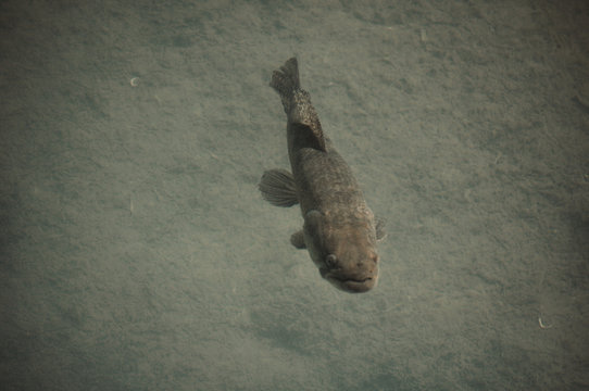 Tiger Fish (Hoplias malabaricus) in the coast of Parana River, Argentina