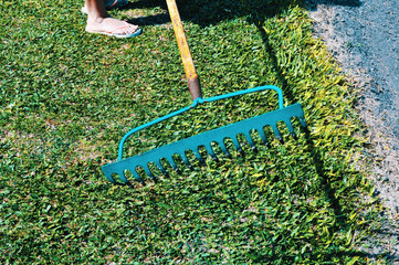 Woman raking grass using rake. Person taking care of garden house yard grass