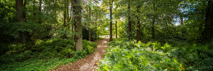 forest trail path green lush summer panoramic image