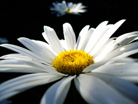 Flor margarida branca