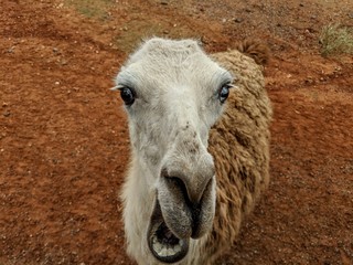 llama laugh © craig