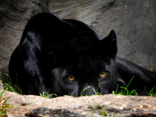 Pantera © Spencer