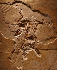 始祖鳥の骨格標本 © goro20