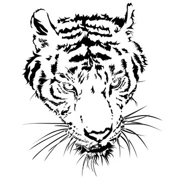 Tiger head silhouette, Vector illustration and design.
