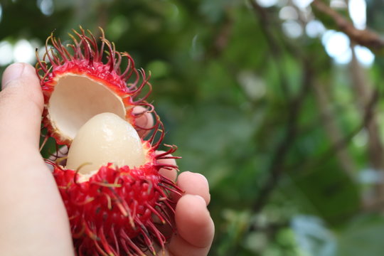 Rambut&aacute;n en mano