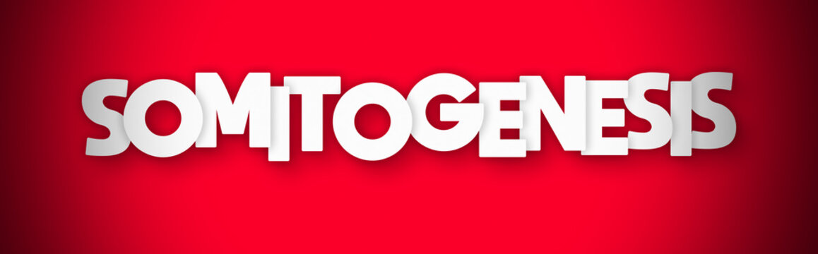 Somitogenesis - clear white text written on red background
