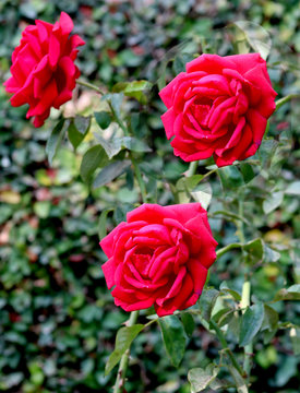 Close up selective focus beautiful blossom roses in the garden or fields, commercial planting roses garden in the Aagaman Batika garden.