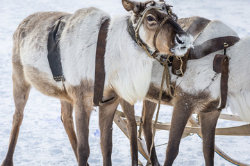 Mighty reindeer in harness on winter camp in Siberia.
