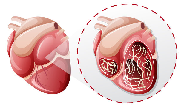 magnified heart worm concept