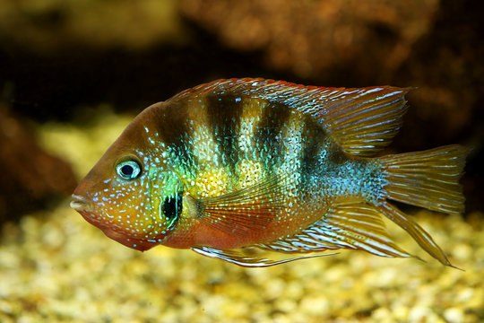 Blue Flash cichlid aquarium fish thorichthys aureus
