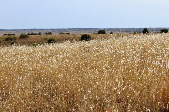 Oklahoma Mesa Landscape