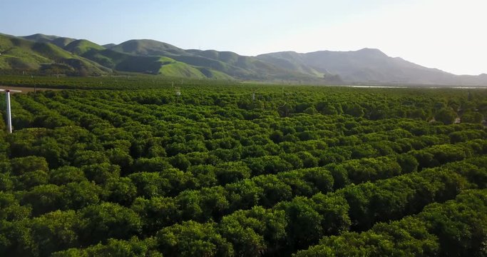 Citrus Orchard Aerial Santa Paula