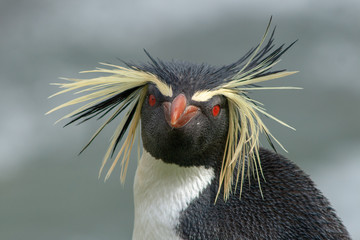 Northern Rockhopper Penguin - Bad Hair Day