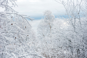 Winter trees covered with hoarfrost