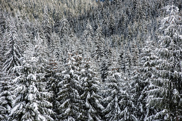 Winter forest covered with snow