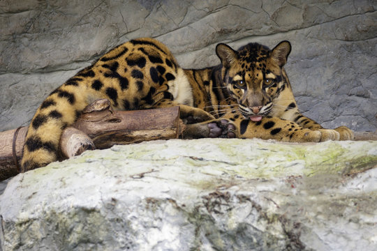 Image of a clouded leopard relax on the rocks. Wildlife Animals.