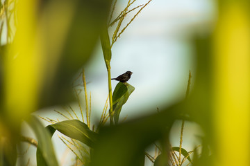 Pássaro Tiziu na Flor do Milho