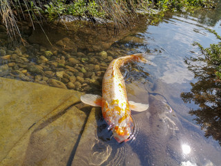 fish in japanese garden lake carp