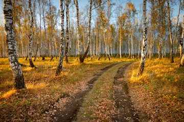 Autumn forest nature. Vivid morning in colorful forest with sun rays through branches of trees. Scenery of nature with sunlight