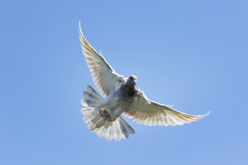 flying speed racing pigeon bird against clear blue sky
