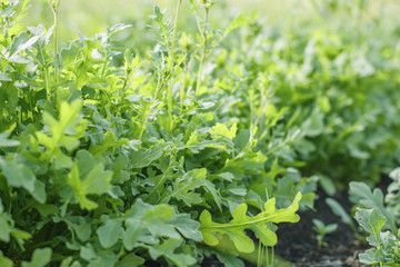Juicy green rucola grows in the garden