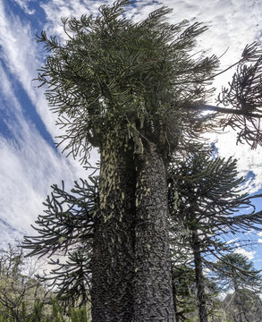 National Park Nahuelbuta, South of Chile.