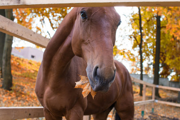 Horse in autumn leaves