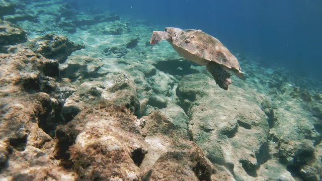 Underwater Slow Motion Shot Of An Adult Caretta-Caretta Sea Turtle Swimming Over A Rocky Reef In The Aegean In Greece.