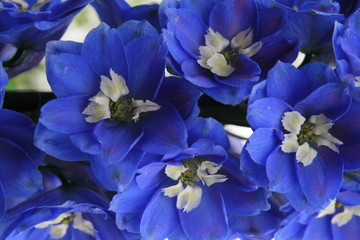 closeup of blue flowers